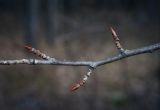 Populus tremula. Часть веточки с листовыми почками. Пермский край, г. Пермь, Кировский р-н, смешанный лес. 22.04.2017.