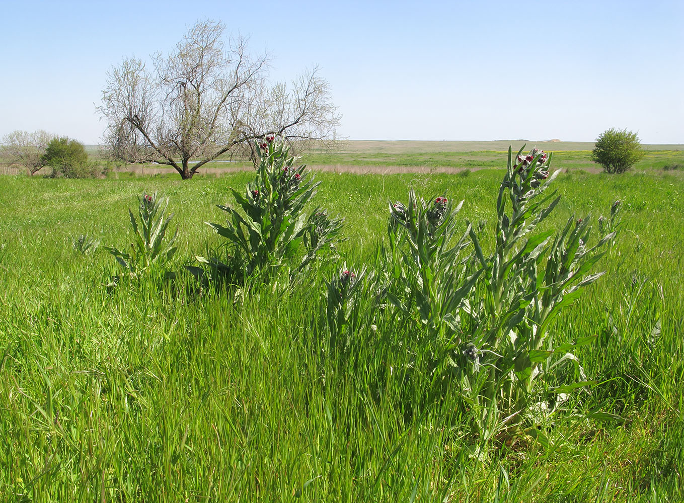 Image of Cynoglossum officinale specimen.