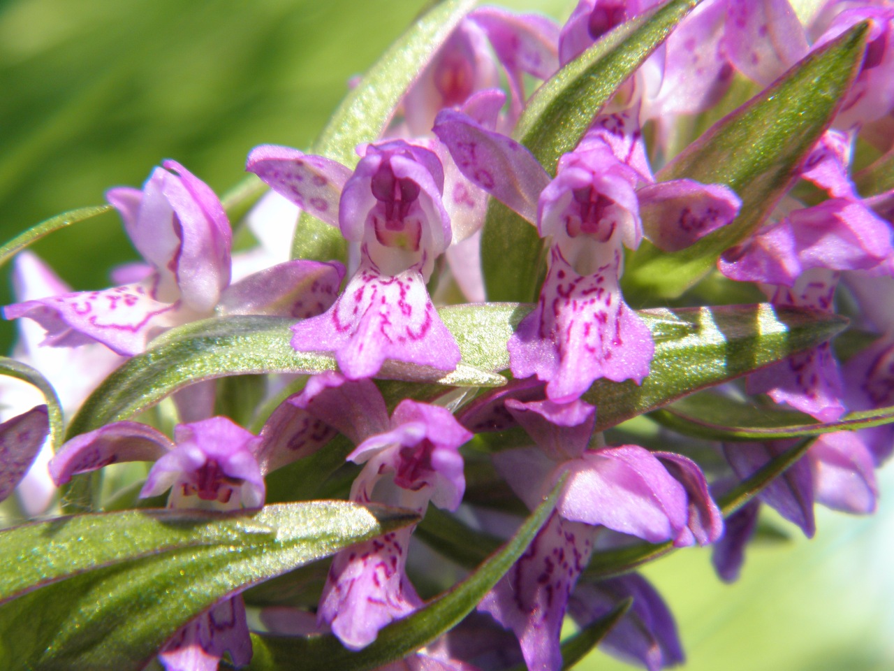 Изображение особи Dactylorhiza incarnata.