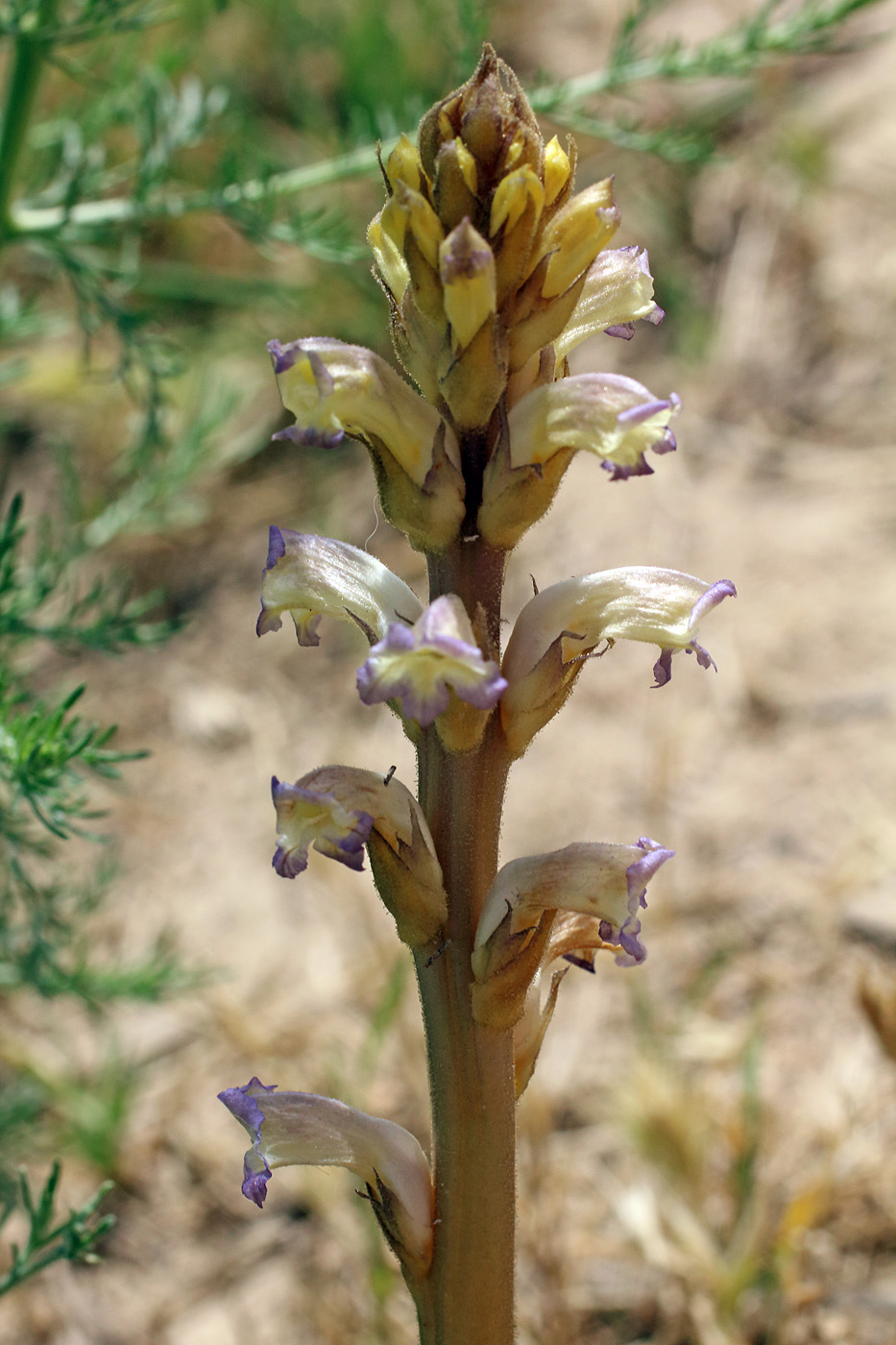 Изображение особи Orobanche cumana.