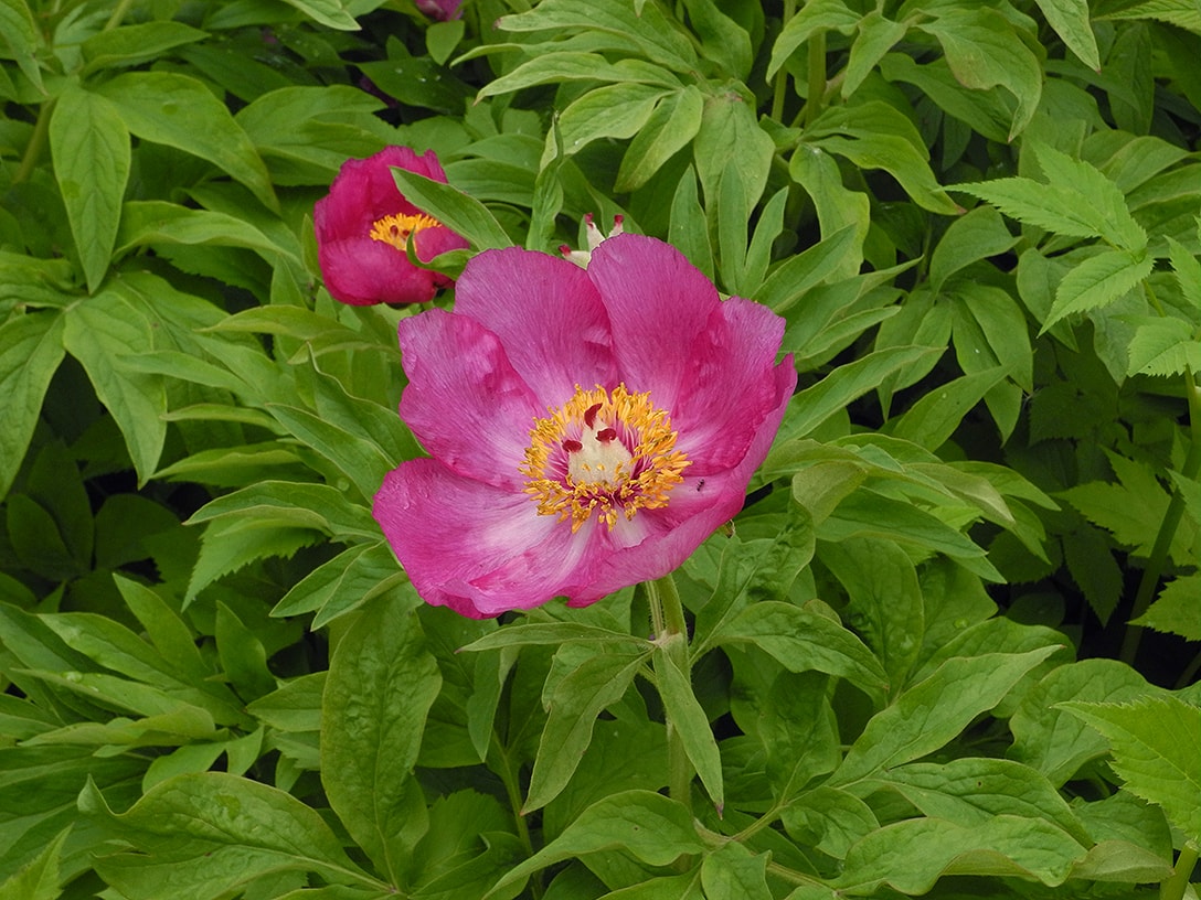 Image of Paeonia officinalis specimen.