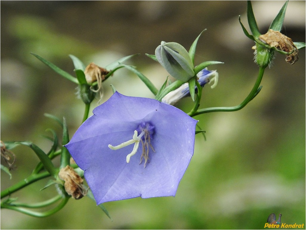 Image of Campanula persicifolia specimen.