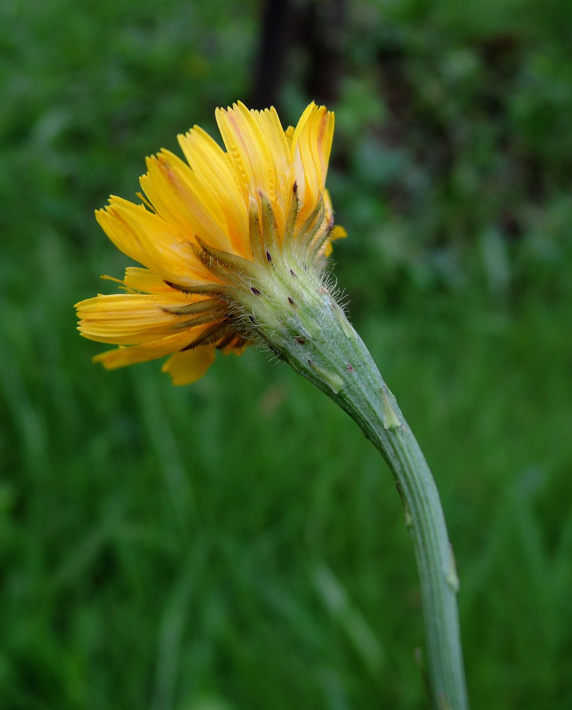 Image of Scorzoneroides autumnalis specimen.