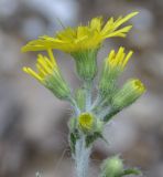 genus Hieracium