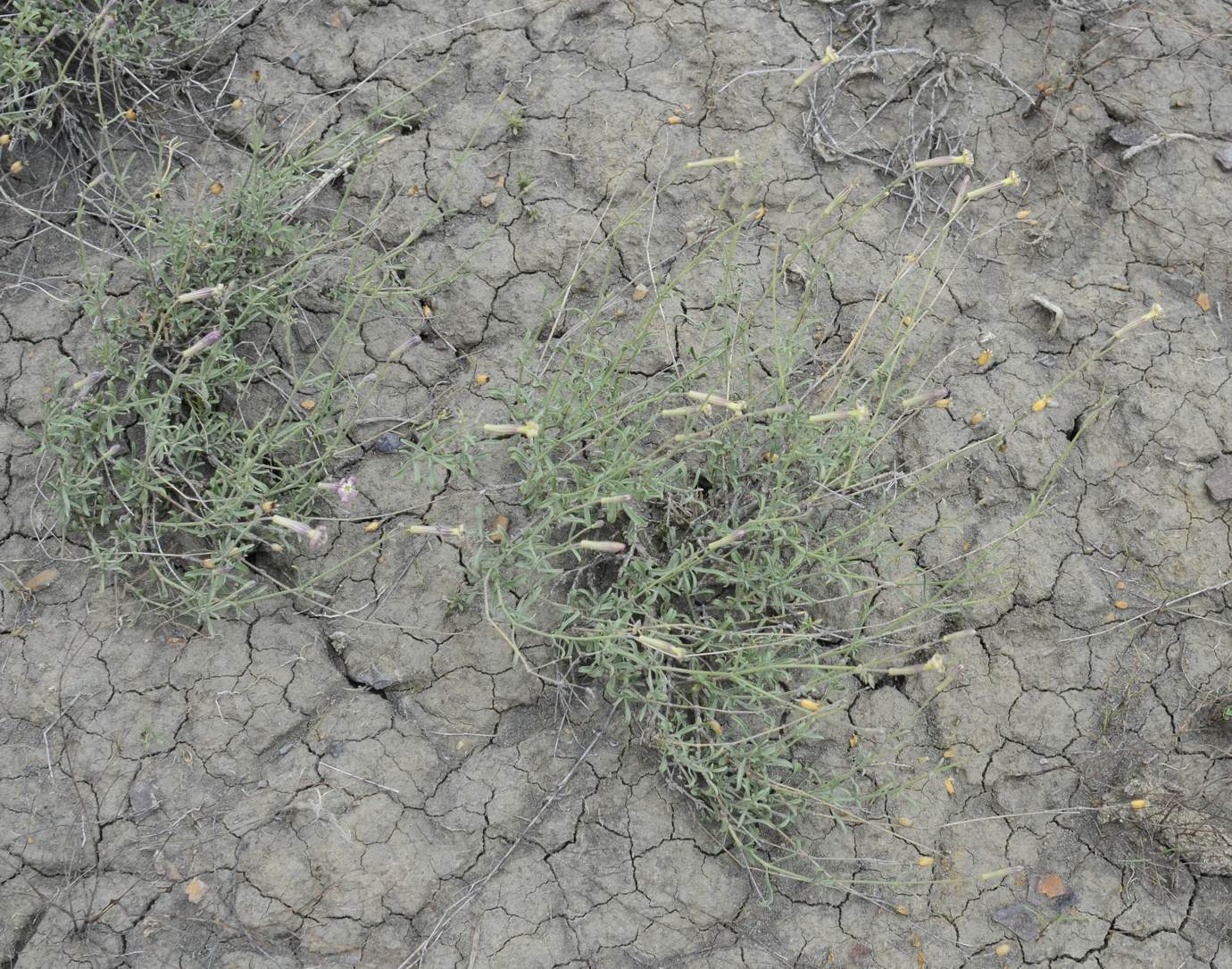 Image of Silene fruticulosa specimen.