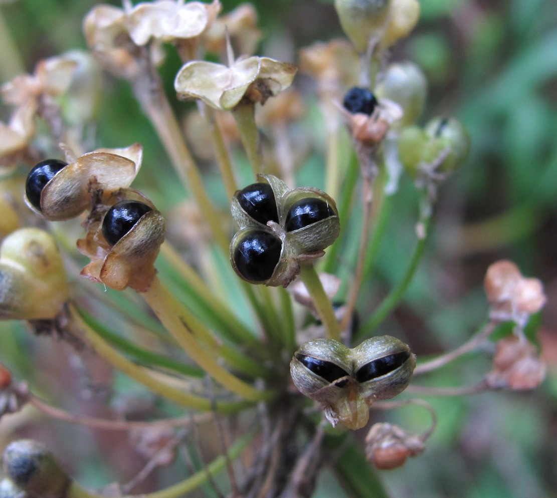 Image of Allium victorialis specimen.