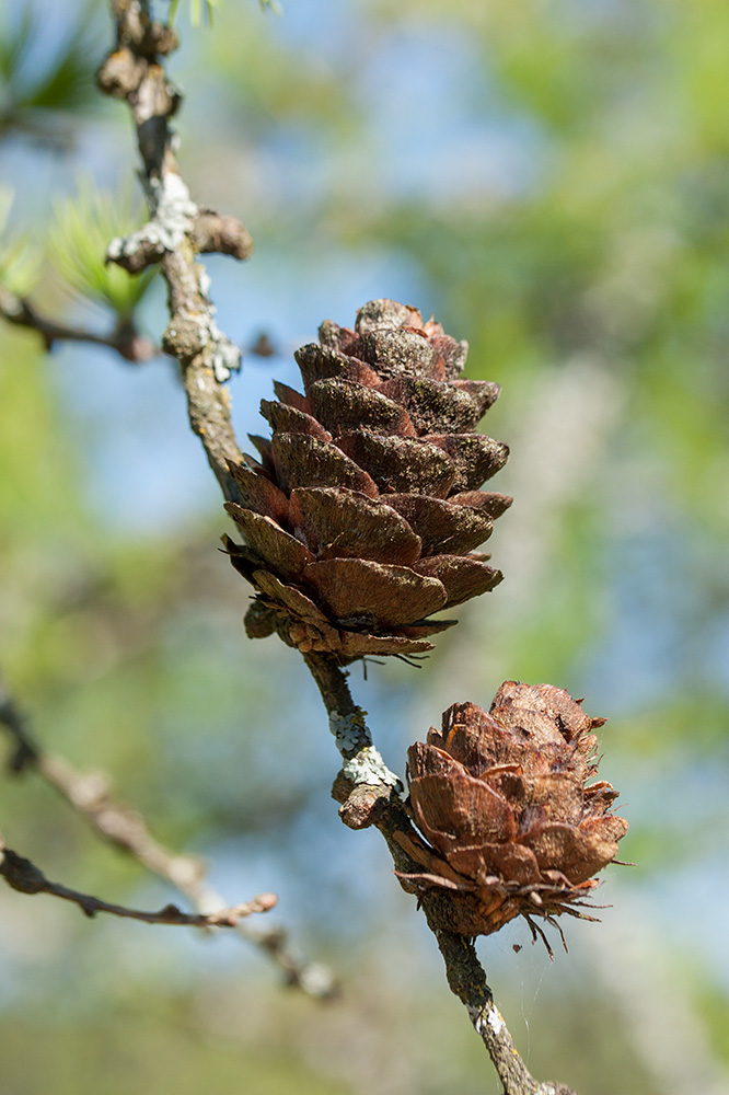 Image of Larix sibirica specimen.