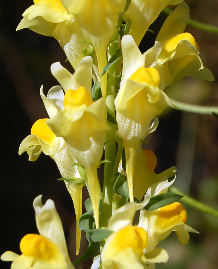 Изображение особи Linaria vulgaris.