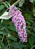 Buddleja davidii. Соцветие. Франция, регион О-де-Франс, департамент Па-де-Кале, г. Аррас. Август.