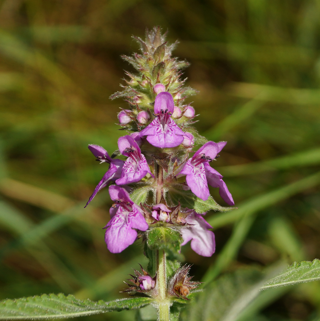 Image of Stachys palustris specimen.