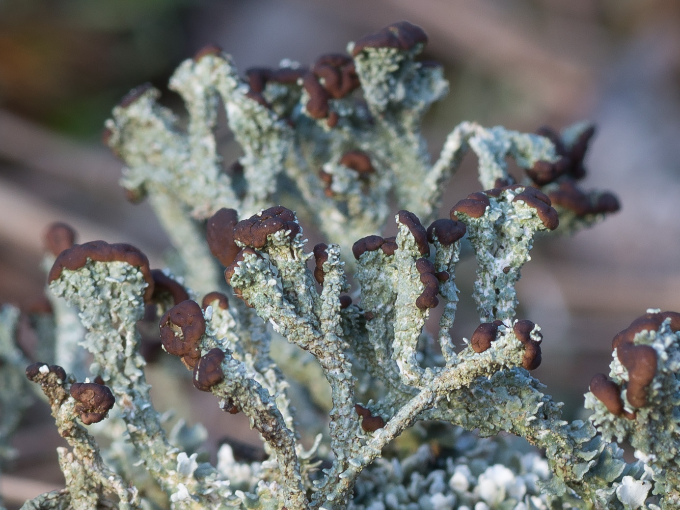 Изображение особи Cladonia cariosa.