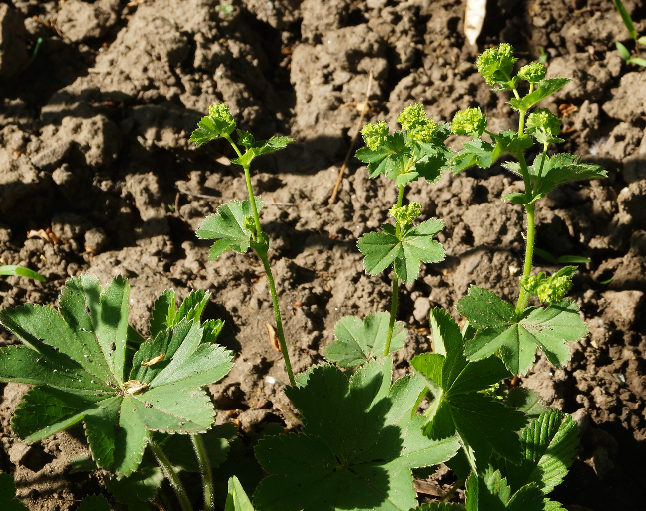 Image of Alchemilla xanthochlora specimen.