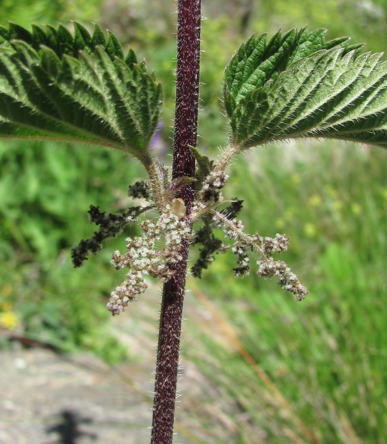 Image of Urtica dioica specimen.