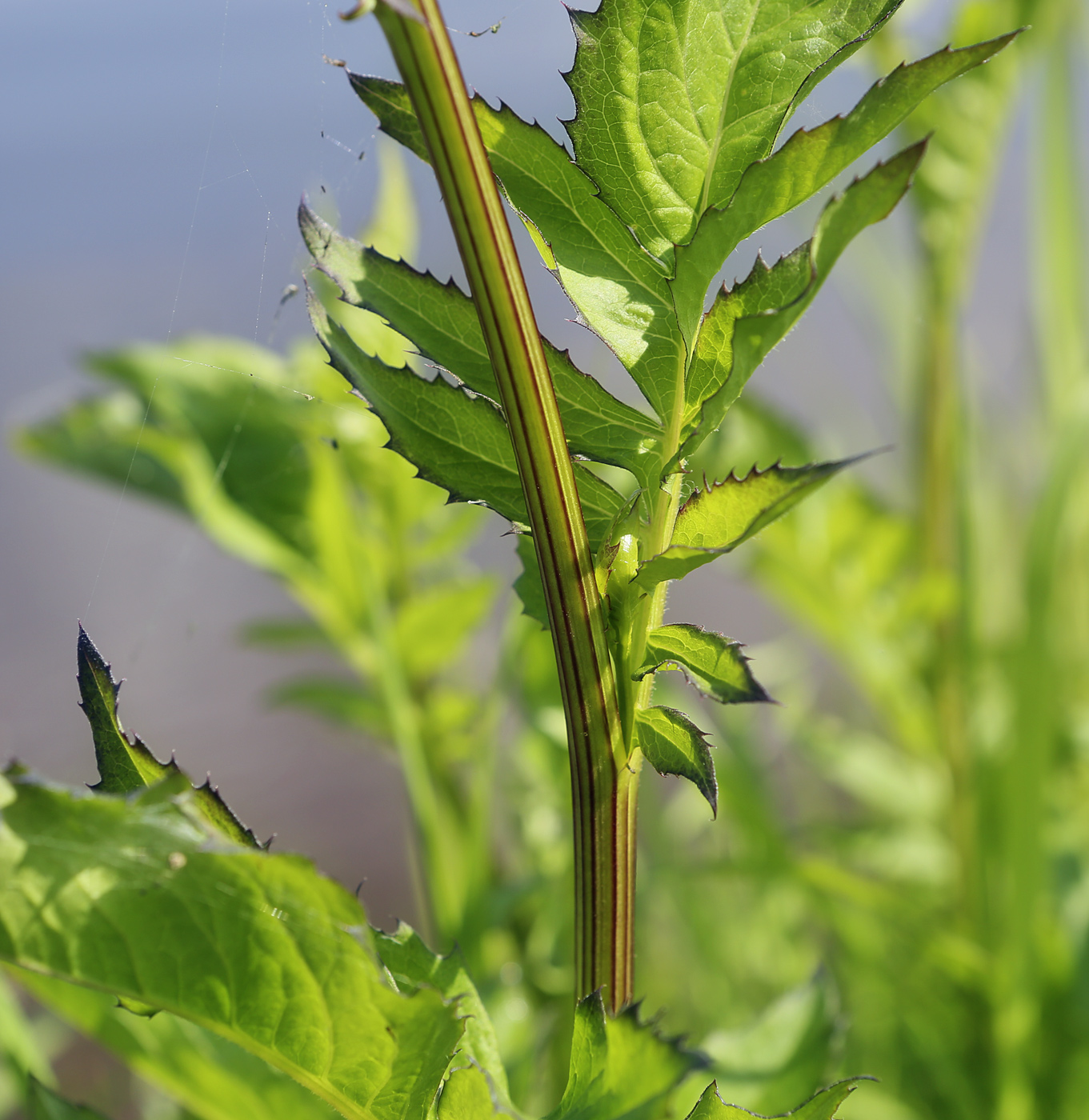 Image of Serratula coronata specimen.