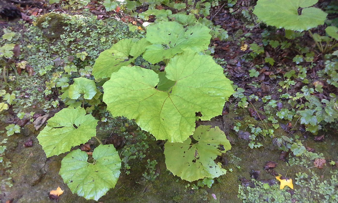 Изображение особи Petasites albus.