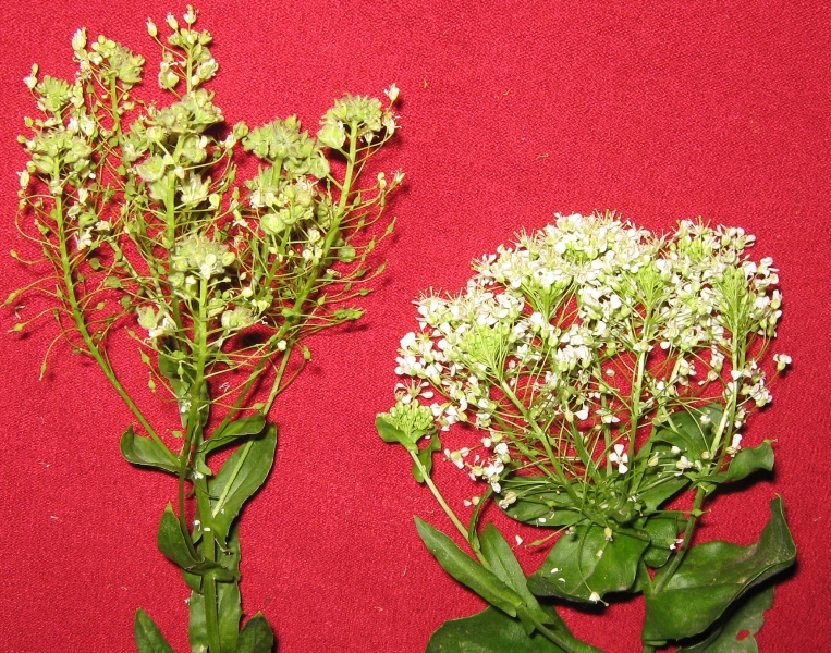 Image of Cardaria draba specimen.