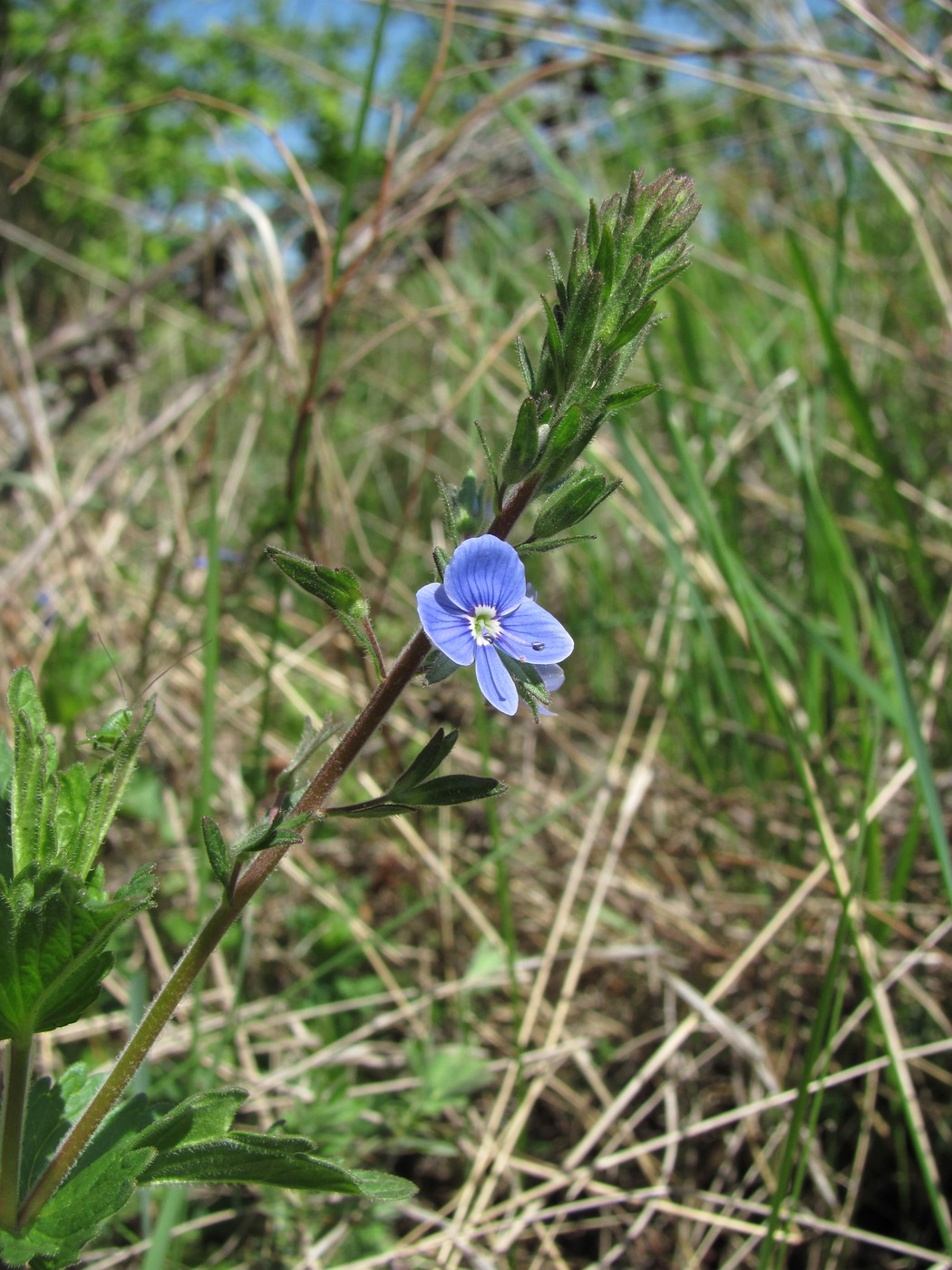 Image of Veronica chamaedrys specimen.