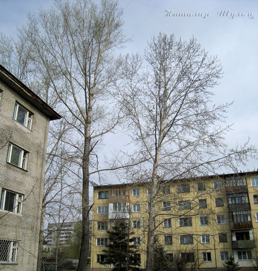 Image of genus Populus specimen.