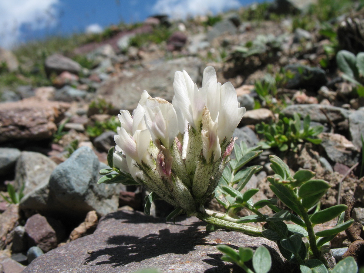 Image of Astragalus sarbasnensis specimen.