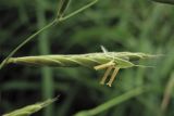 Brachypodium pinnatum. Колосок. Украина, Львовская обл., Золочевский р-н, луговой склон. 23 июня 2010 г.