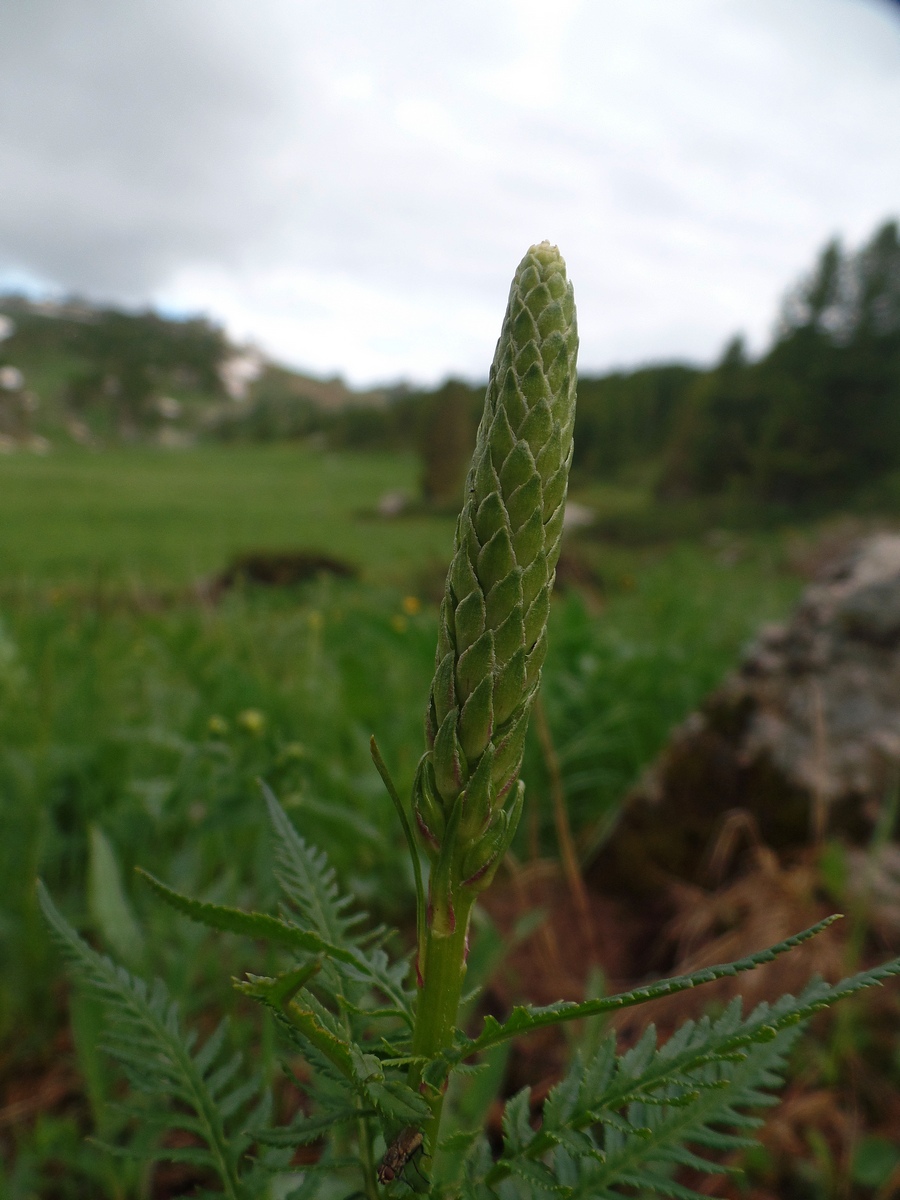 Image of genus Pedicularis specimen.