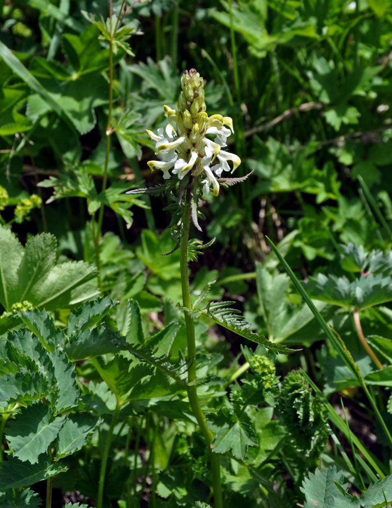 Image of Pedicularis compacta specimen.