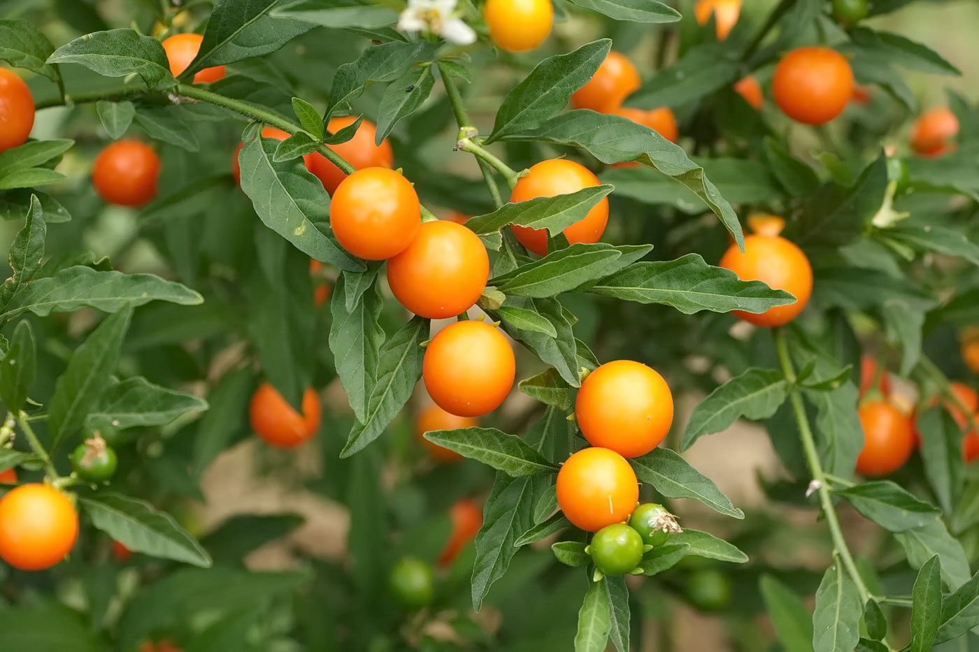 Image of Solanum pseudocapsicum specimen.