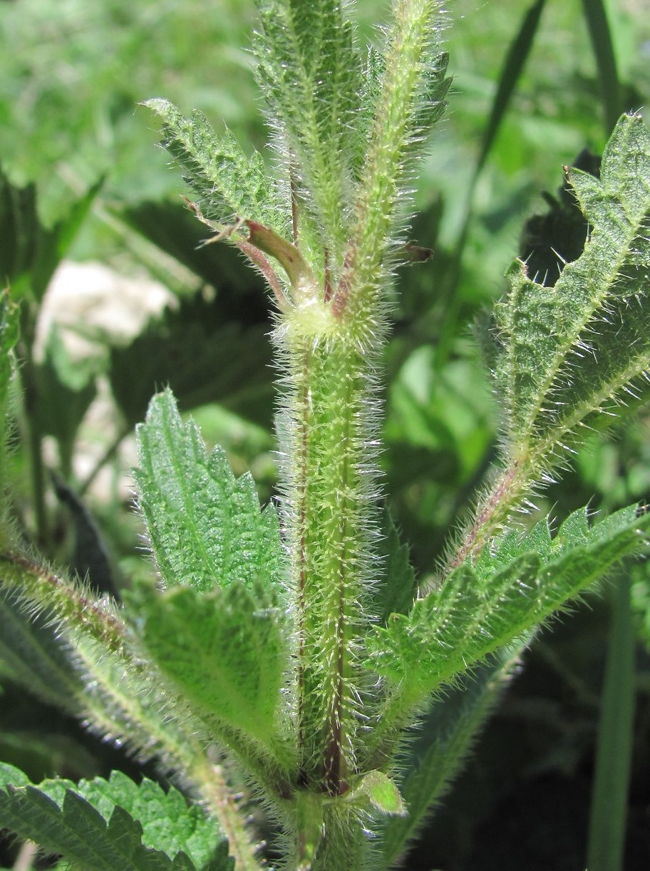 Изображение особи Urtica dioica.