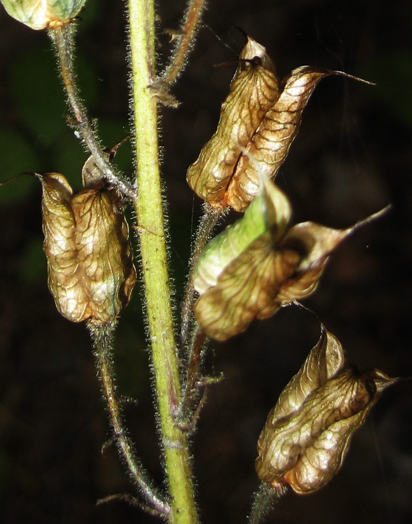 Image of Aconitum septentrionale specimen.