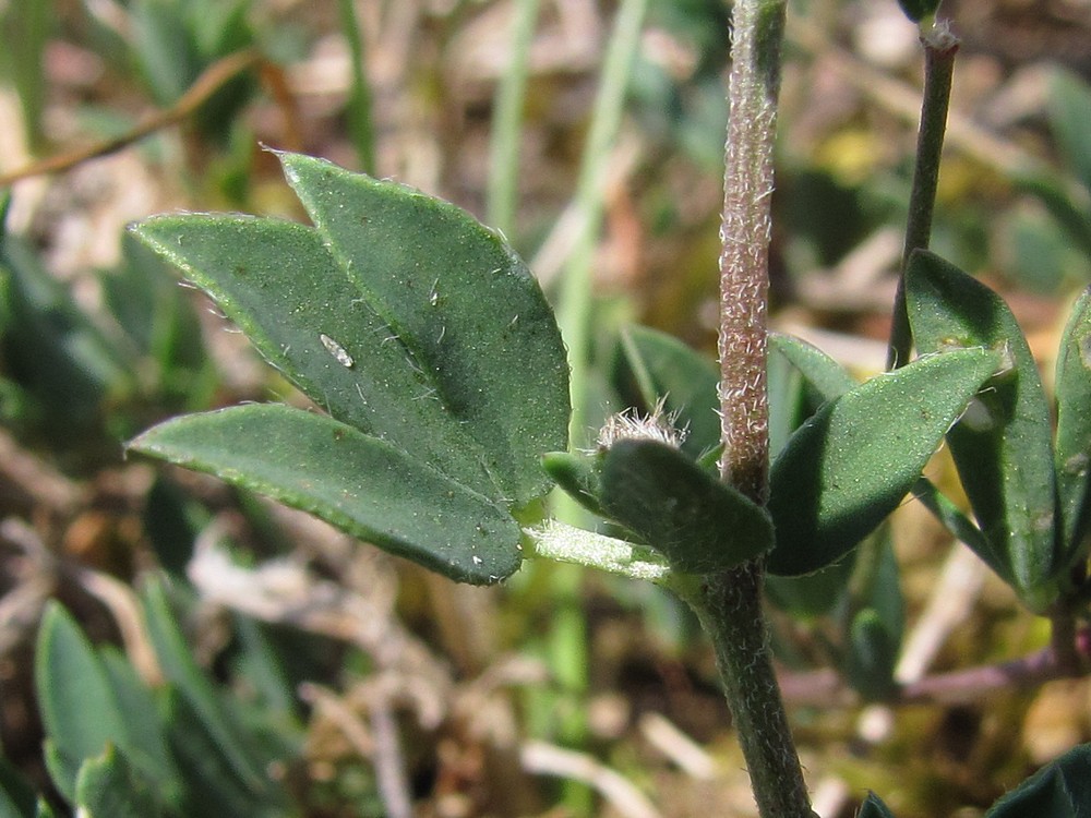 Image of Lotus corniculatus specimen.