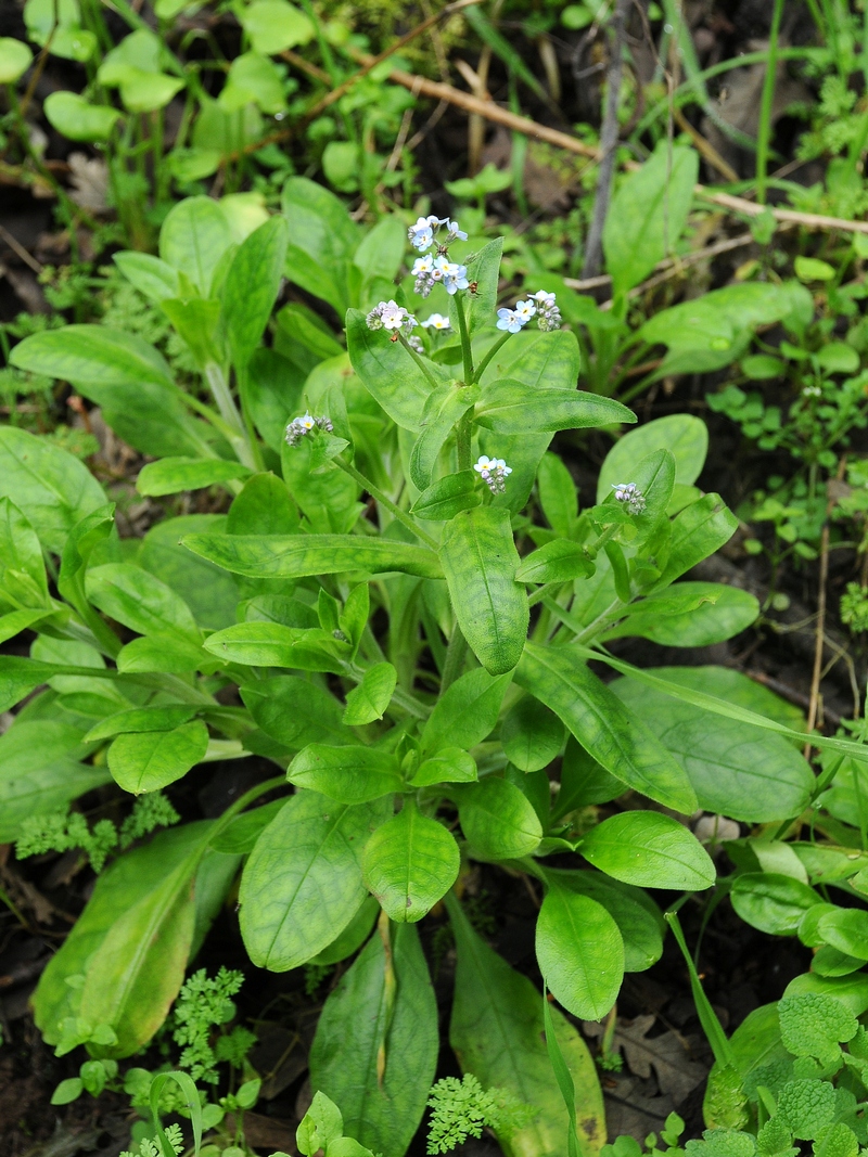 Изображение особи Myosotis latifolia.