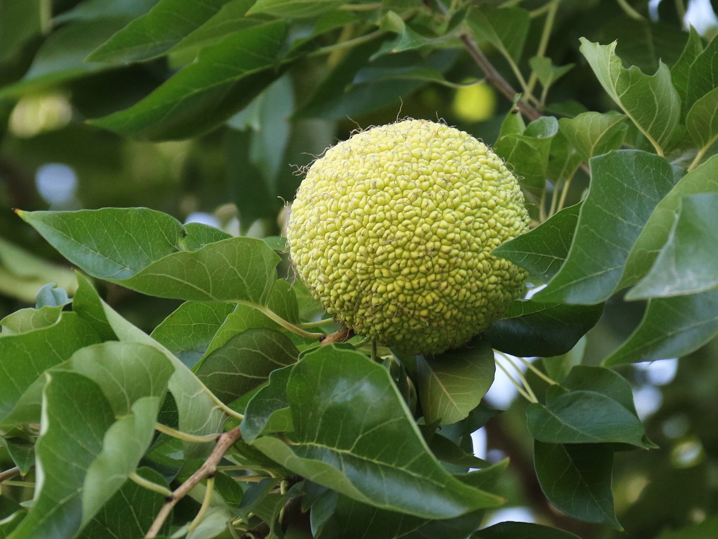 Image of Maclura pomifera specimen.