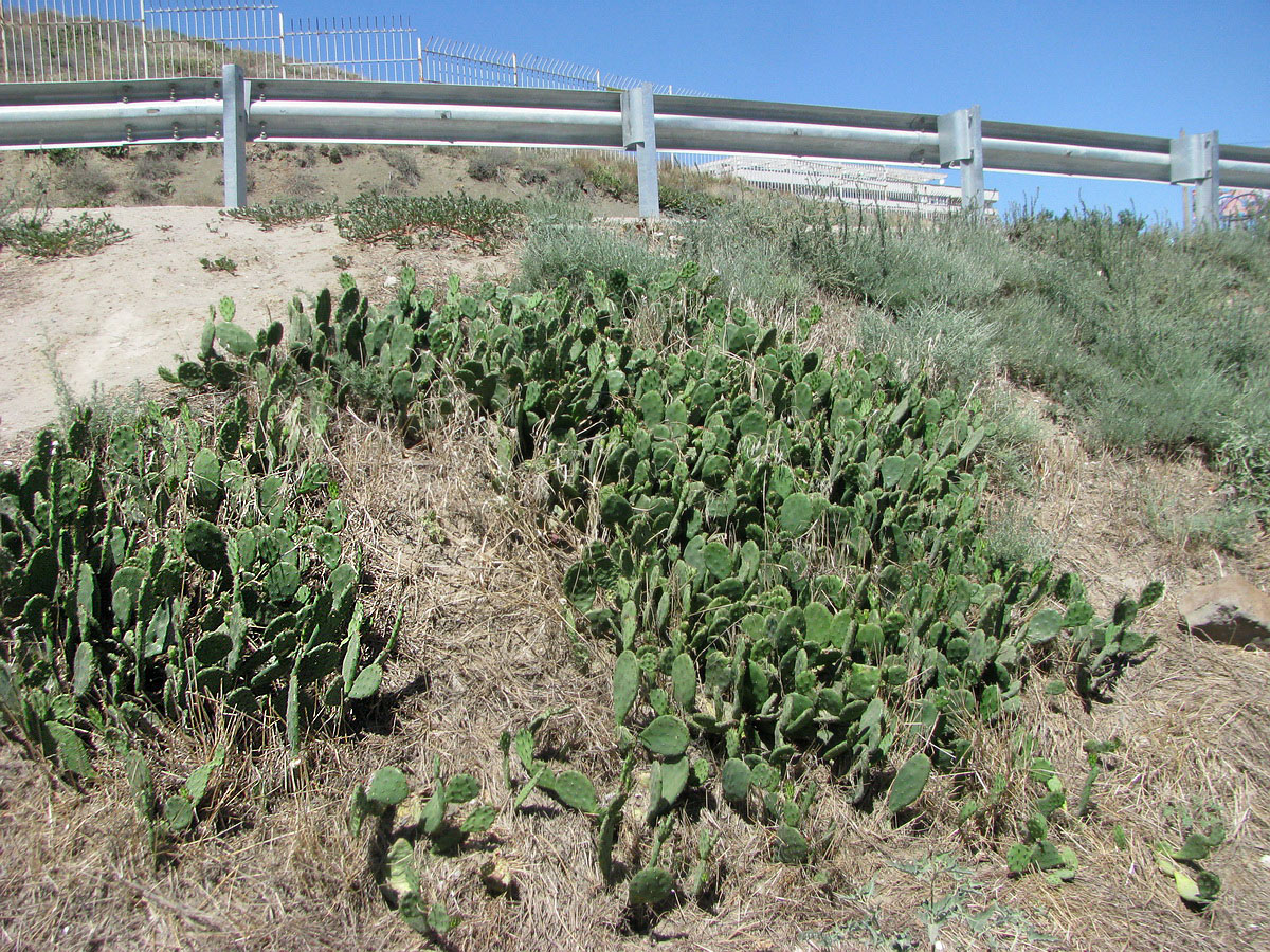 Изображение особи Opuntia humifusa.