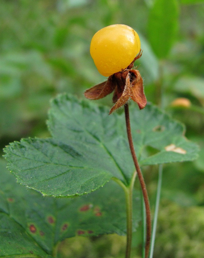 Изображение особи Rubus chamaemorus.