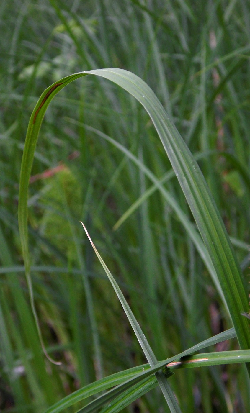 Image of Carex acutiformis specimen.