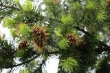 Pseudotsuga menziesii. Часть ветви с молодыми шишками. Беларусь, г. Минск, парк Грековой, декоративное озеленение. 30.05.2020.