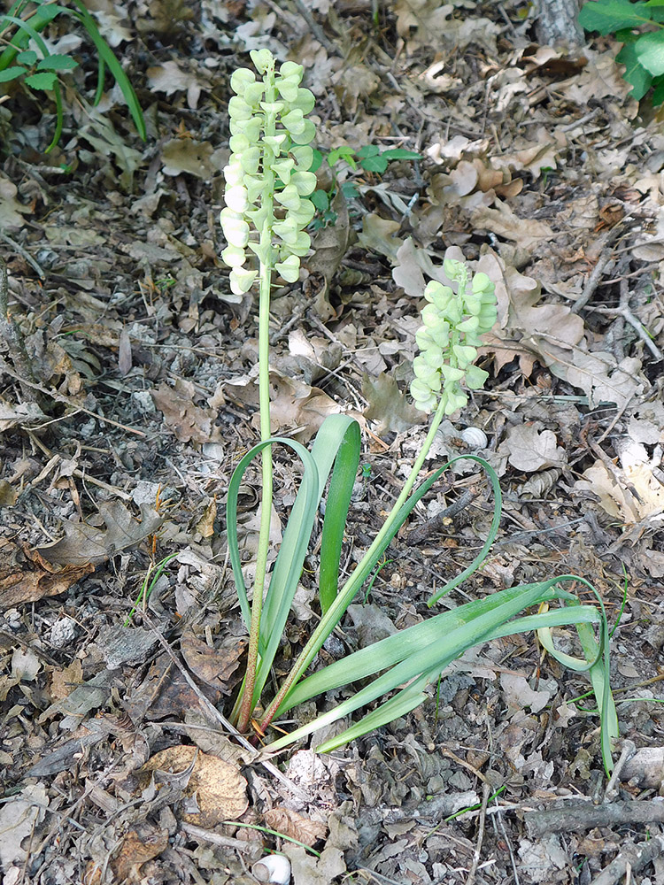 Image of Muscari armeniacum specimen.