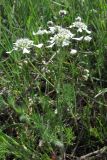 Scandix australis. Цветущее растение. Крым, Севастополь, степь в районе бухты Камышовая. 23 апреля 2010 г.