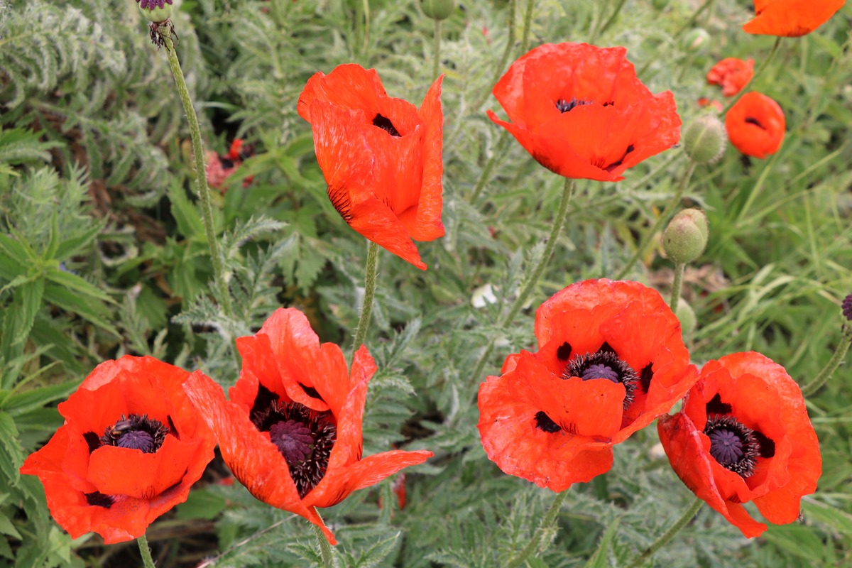 Изображение особи Papaver orientale.