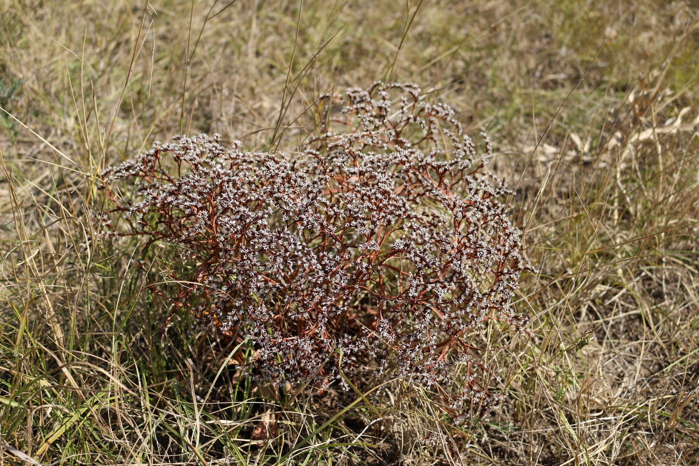 Image of Goniolimon tataricum specimen.