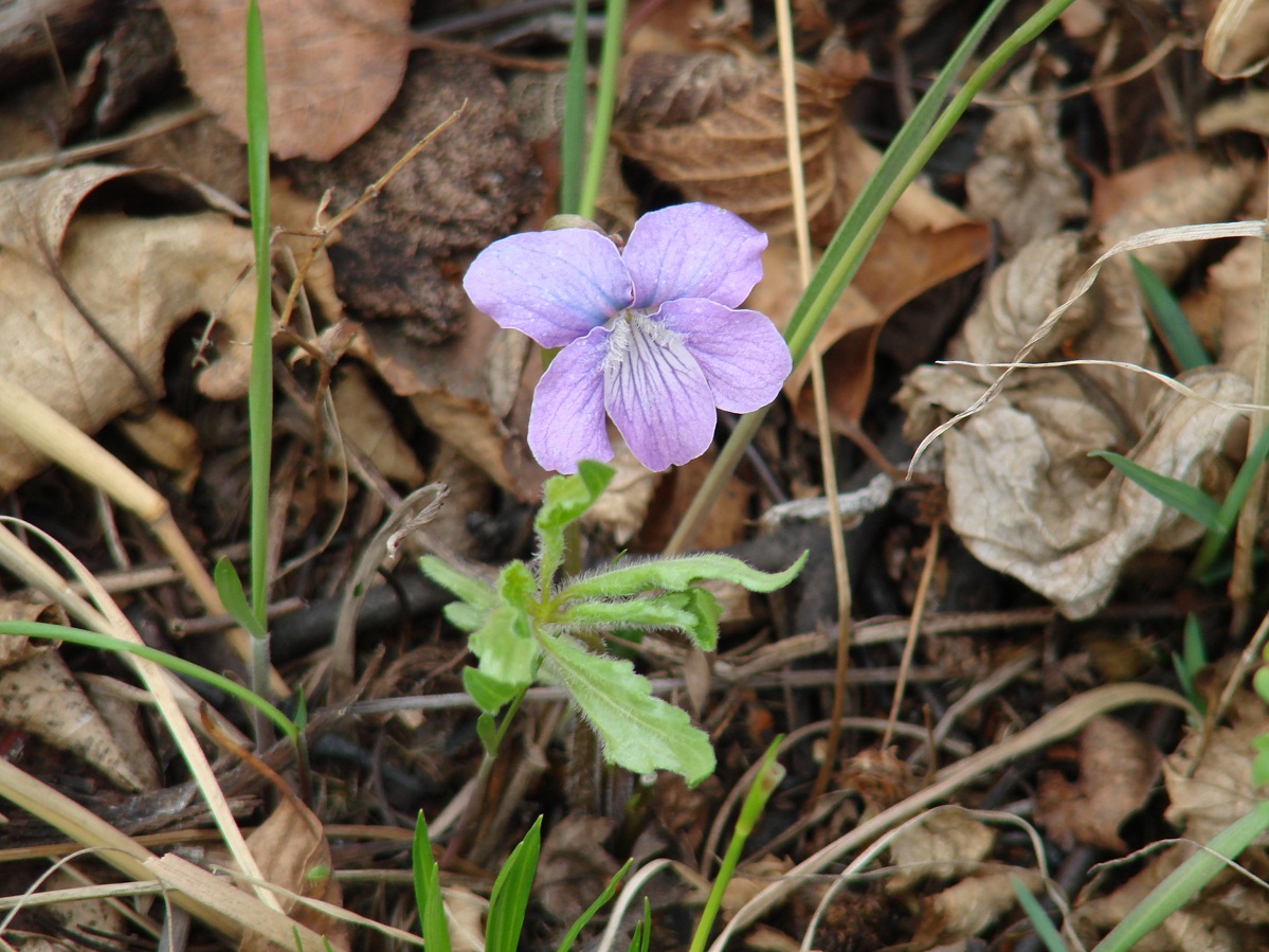 Изображение особи Viola dactyloides.