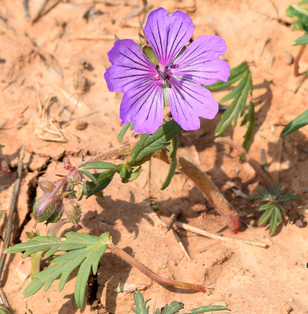 Image of Geranium transversale specimen.