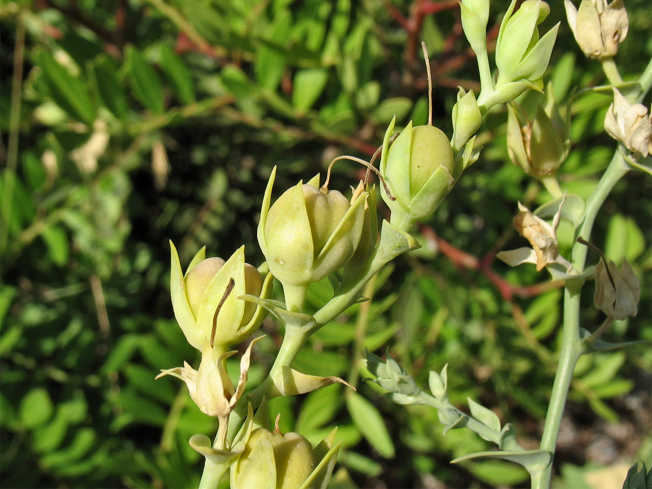 Изображение особи Linaria genistifolia ssp. dalmatica.