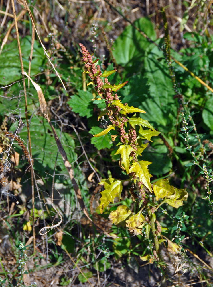 Image of Oxybasis rubra specimen.