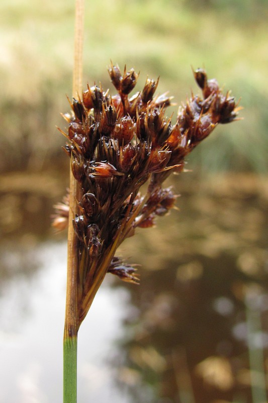 Image of Juncus effusus specimen.