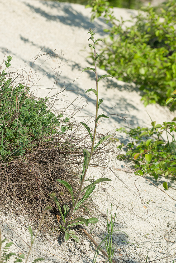 Image of Campanula praealta specimen.