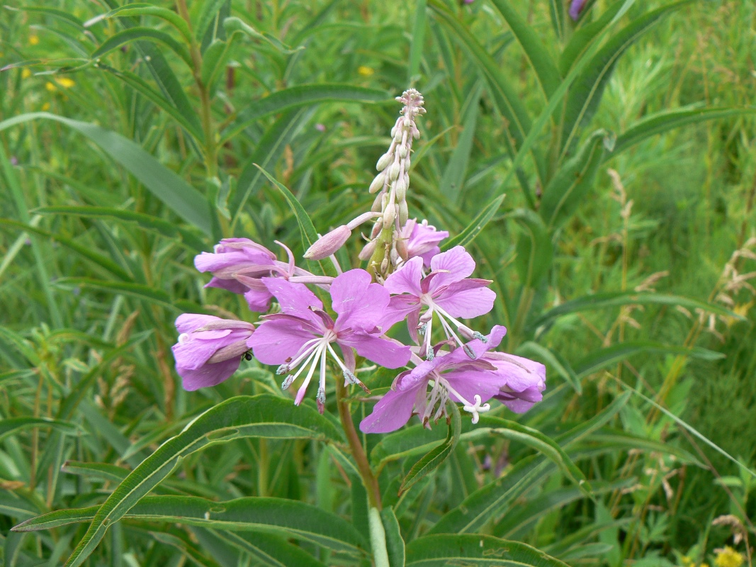 Image of Chamaenerion angustifolium specimen.