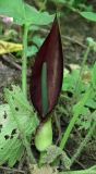 Arum elongatum