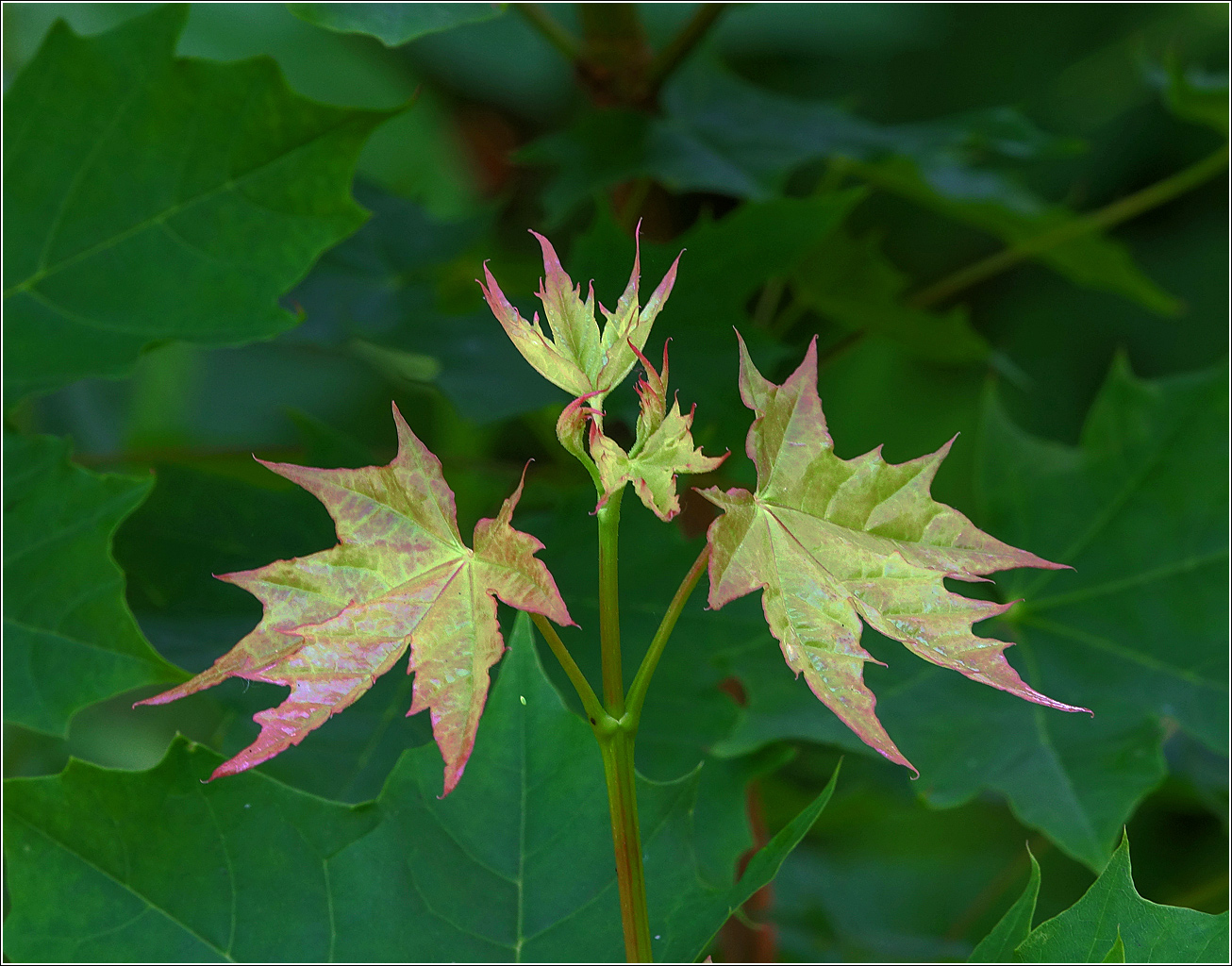 Изображение особи Acer platanoides.