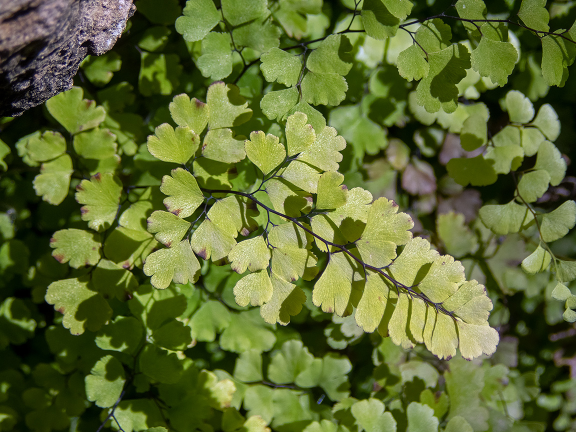 Image of Adiantum capillus-veneris specimen.